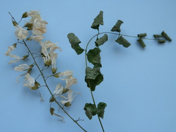akt1